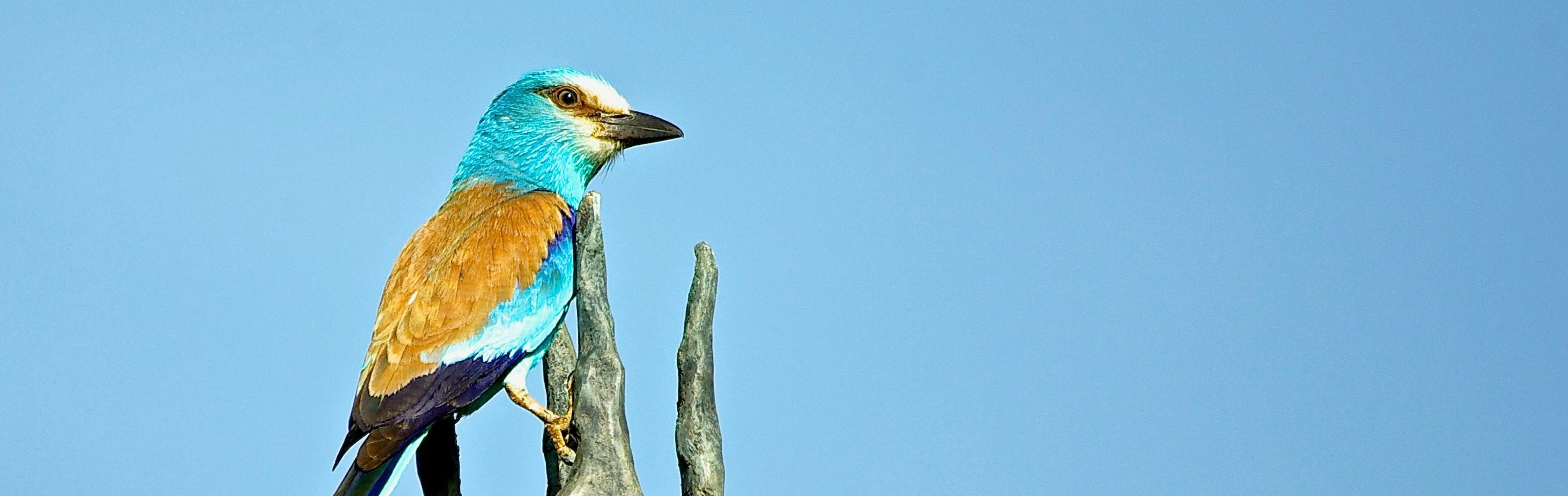 Key visual of Burkina Faso