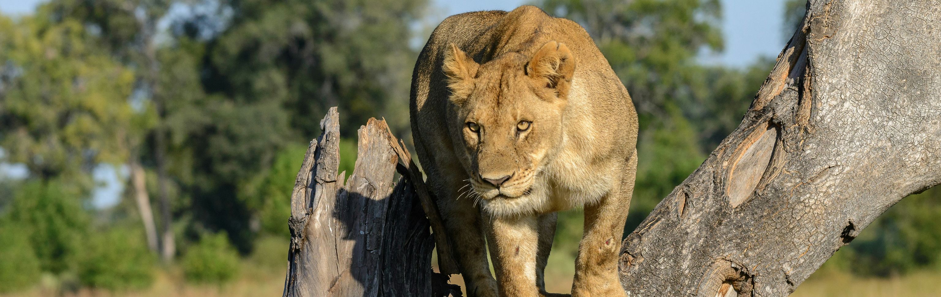 Key visual of Botswana