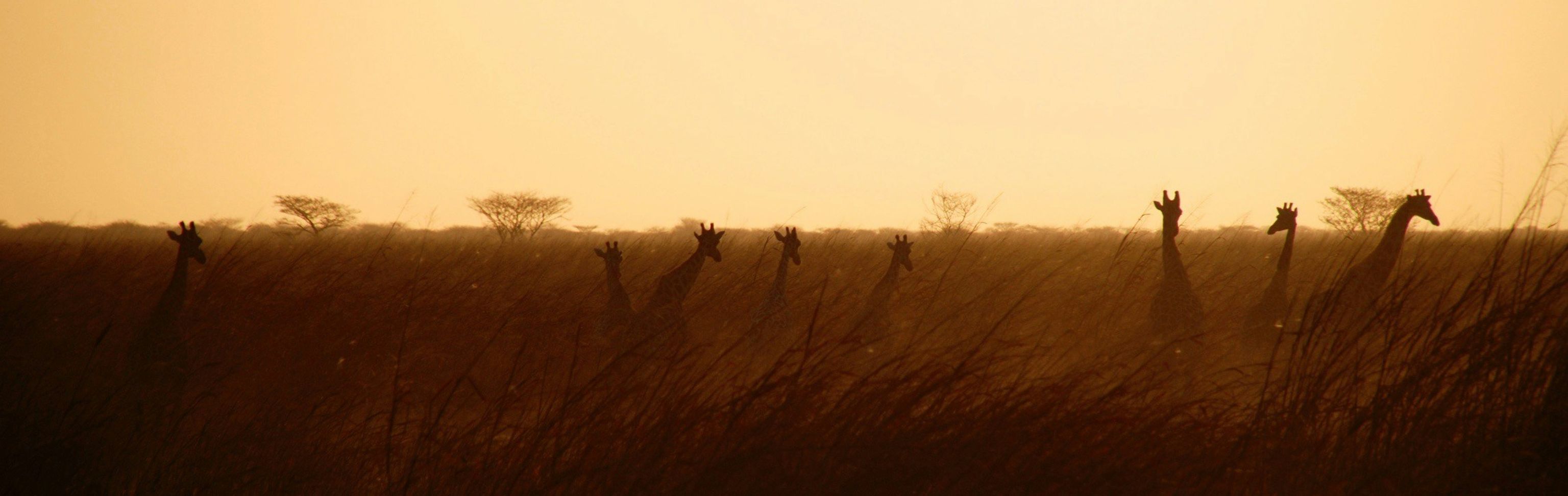 Key visual of Cameroon