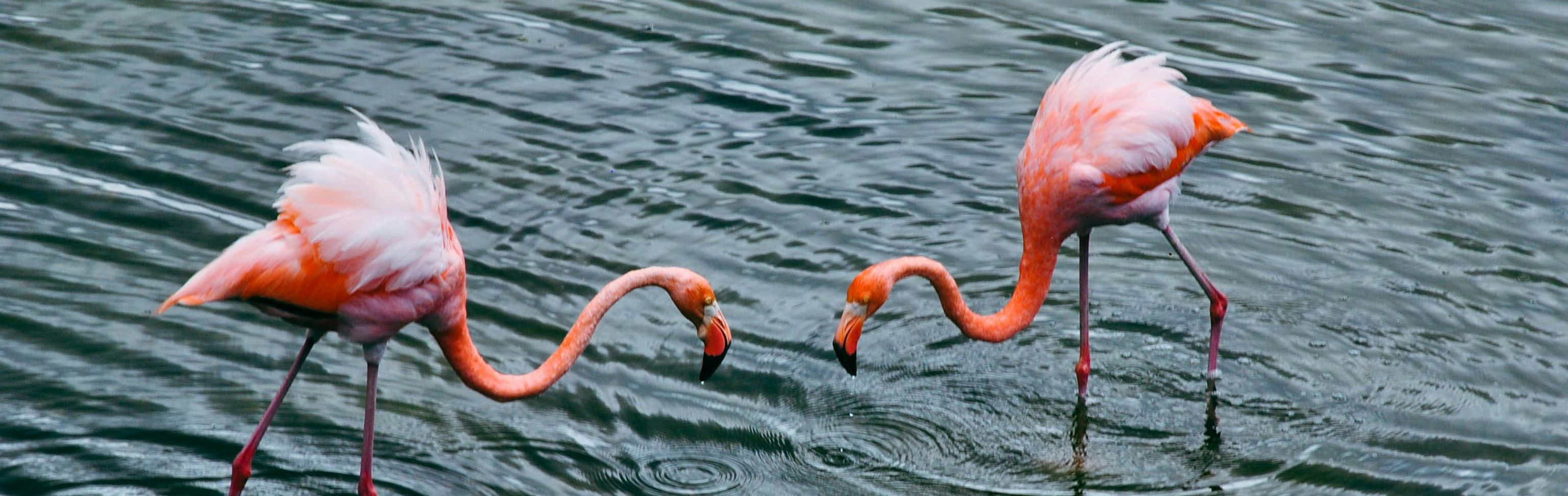 Key visual of Ecuador