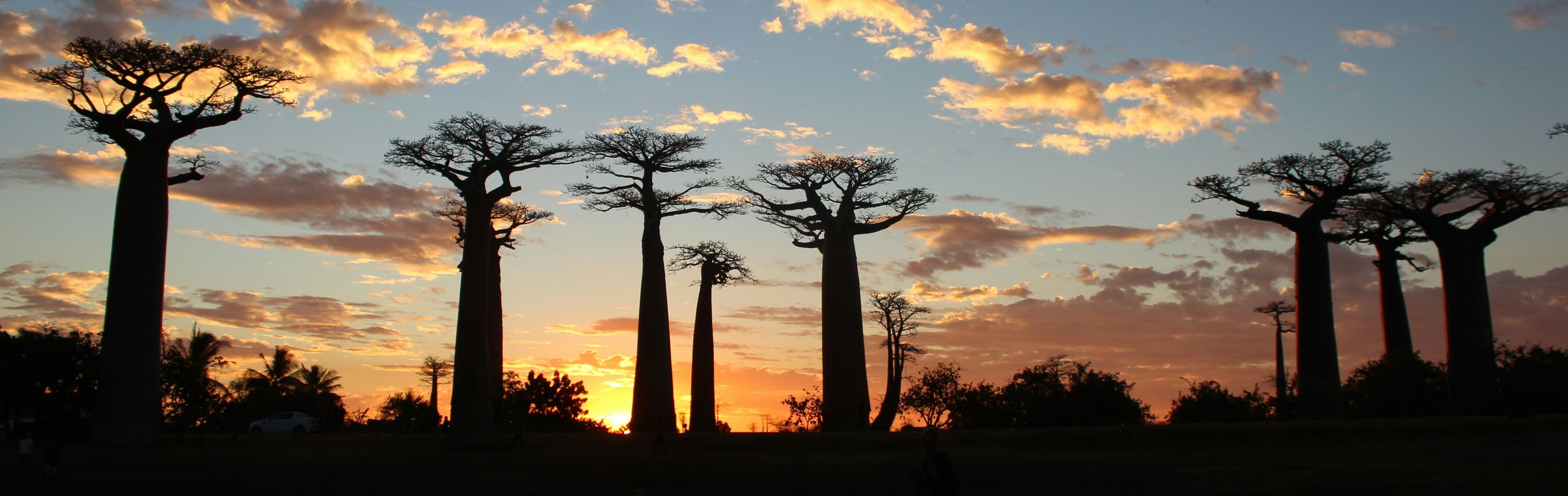 Key visual of Madagascar