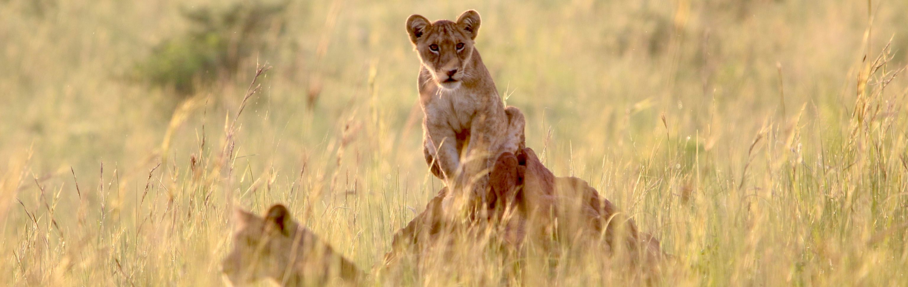 Key visual of Uganda